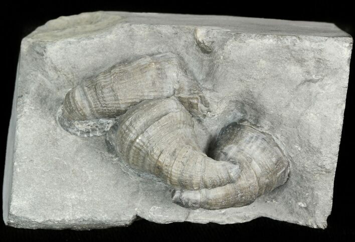 Devonian Horn Coral Cluster - New York #44616